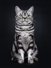 Fototapeta na wymiar Expressive black silver tabby blotched British Shorthair cat sitting facing front, looking beside camera with green eyes, isolated on black background