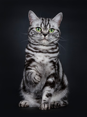 Expressive black silver tabby blotched British Shorthair cat sitting facing front with one paw lifted, looking beside camera with green eyes, isolated on black background