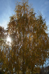 Осенняя береза, кудри березы, желтая листва, солнечный блик