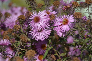 autumn flowers, autumn, Flower, flowers beautiful