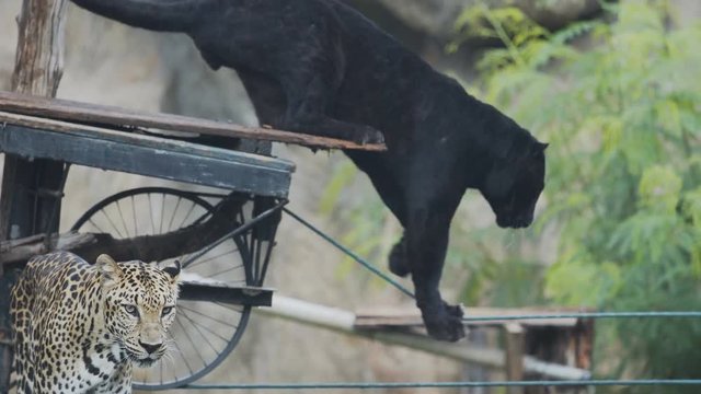 Panther and leopard are eating food