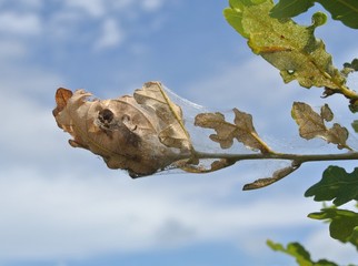 Lignum : Quercus robur L. IV