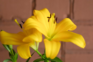 Obraz premium yellow lily on a dark background