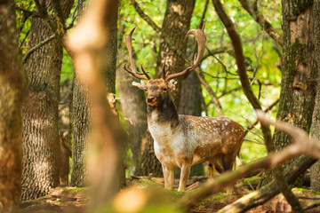 Naklejka na ściany i meble Fallow deer buck in the forest