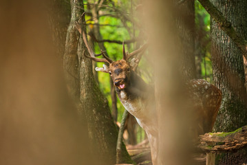 Fallow deer buck in the forest