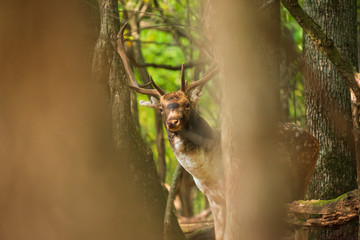 Fallow deer buck in the forest