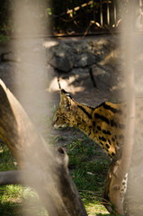 A beautiful spotted wildcat serval is sitting in a cage at the zoo in the summer