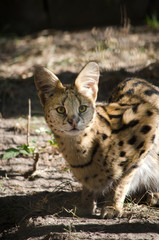A beautiful spotted wildcat serval is sitting in a cage at the zoo in the summer