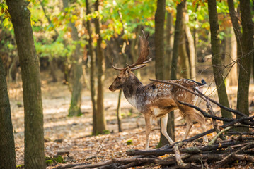 Fallow deer buck in the forest