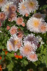 autumn flowers, autumn, Flower, flowers beautiful