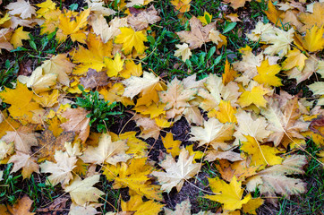 On still green the grass yellowed leaves