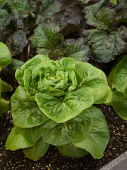 ミニロメインレタスの苗