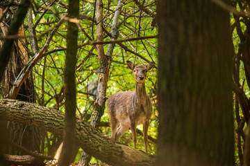 Female fallow deer in the forest