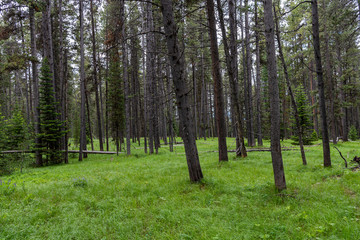 Thick Grass Across Forest Floor