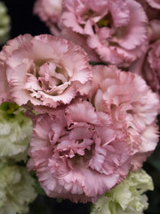 トルコギキョウ
