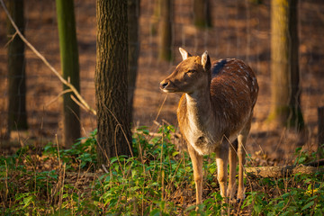 Female fallow deer in the forest