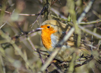 Robin Red Breast (erithacus rubecula) european robin in hedgerow