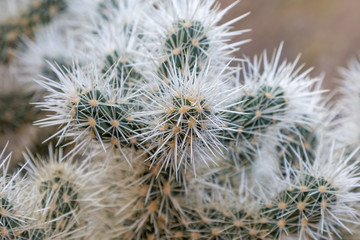 A close up of a Cholla Cactus, in Joshua Tree National Park