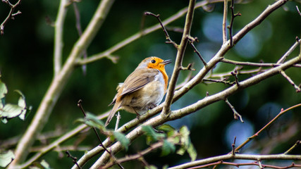 Robin Red Breast (erithacus rubecula) european robin in hedgerow