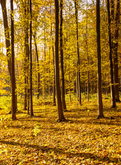 Golden autumnal forest with sunbeams