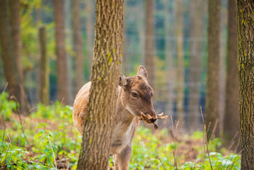 Female fallow deer portrait photo