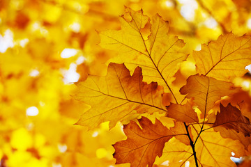 Yellow maple leaves on a twig in autumn