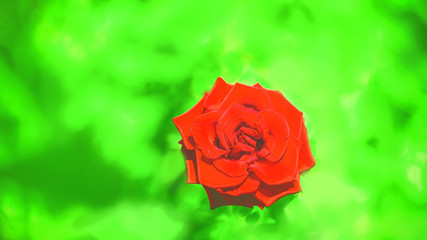 Red rose on green abstract background.