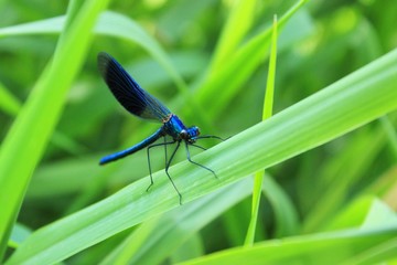 dragonfly, nature, fly, macro