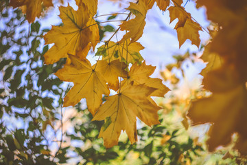 autumn yellow maple leaves. natural background