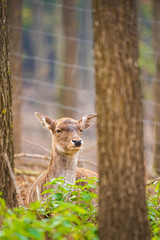 Female fallow deer portrait photo