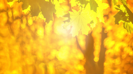 autumn yellow maple leaves. natural background