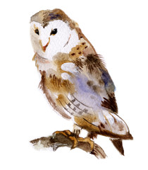 Barn owl on branch isolated on a white background, watercolor