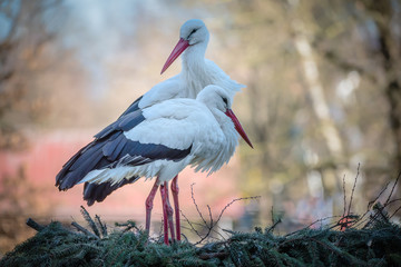 Storchenpaar im Nest