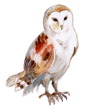 Watercolor barn owl isolated on a white background