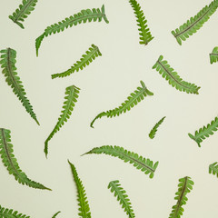 Floral Natural Leaf Pattern Fern Leaves Minimal Flat Lay