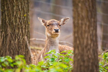 Female fallow deer portrait photo