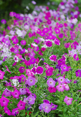 Naklejka premium Background Surfinia hybrida petunia.