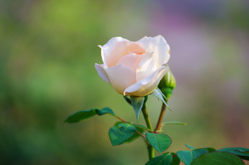 White roses on the bush, macro, rose garden