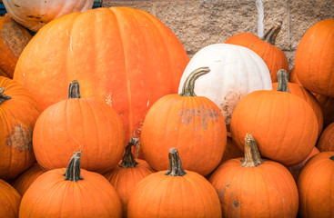 A variety of harvested pumpkins, including white pumpkin, for Halloween and Thanksgiving