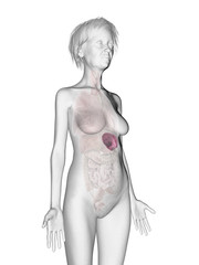 3d rendered medically accurate illustration of an elder females spleen