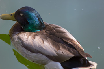 female mallard duck