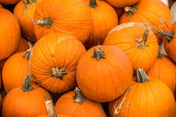 Large group of Halloween pumpkins for sale, close up.