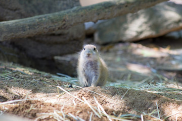 meerkat on a rock