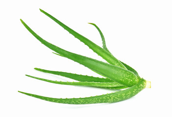 aloe vera plant isolated on white background