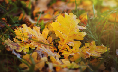 yellow oak leaves background