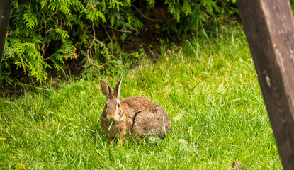 Face front, wild brown bunny rabbit eating long  grass in the garden close to the protection of the hedge. concept, copy space, background