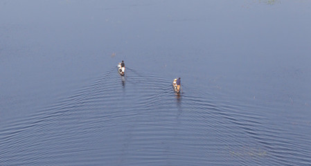 Naklejka premium Mokoro safari in Botswana