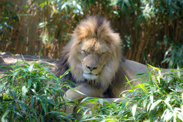 male lion