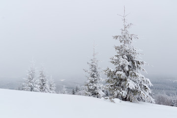 Winter landscape with snow covered fir trees.