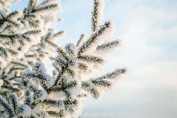 Blue Winter Background. Natural coniferous branches in hoarfrost and snow